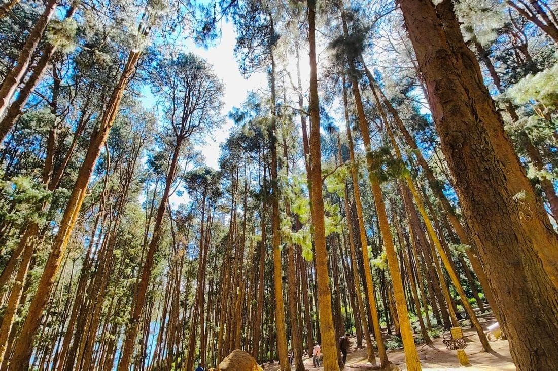 Pine forest at the edge of the orchard land in Mori