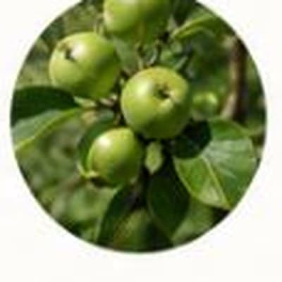Fruit Growth