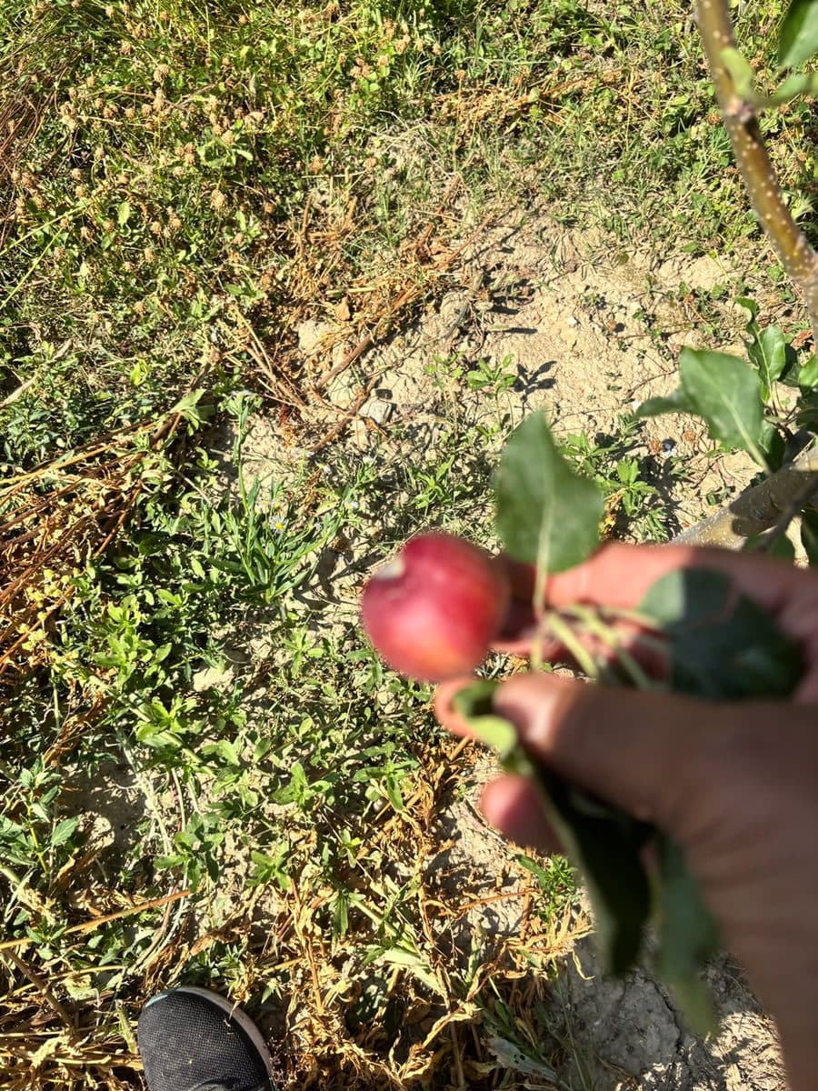 The first apples