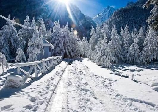 Winter in the pine forest