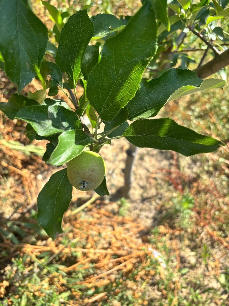 The first apples, photo 3